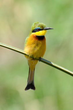 Avrupa Arı Yiyen (Merops Apiaster))