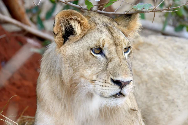 Lion in National park of Kenya — Stock Photo, Image