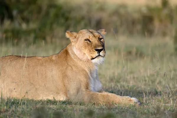 Lion in National park van Kenia — Stockfoto