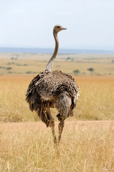 Africký pštros (struthio camelus) — Stock fotografie