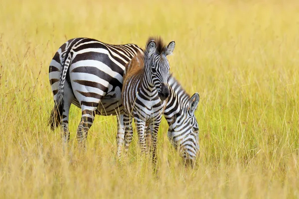 Zebra na użytki zielone w Afryce — Zdjęcie stockowe