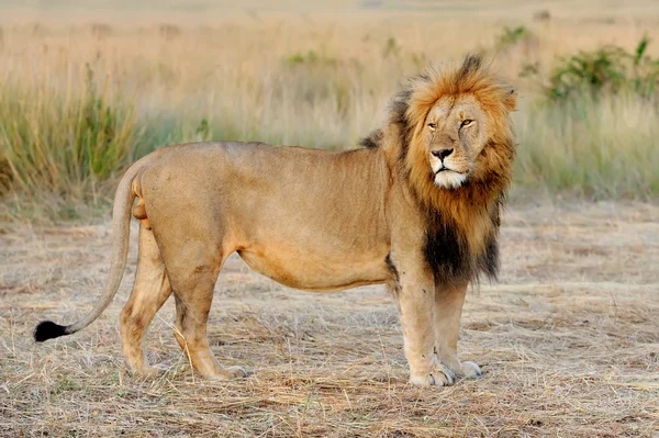 Leone nel Parco Nazionale del Kenya — Foto Stock