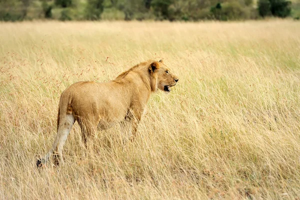 Лев в Национальном парке Кении — стоковое фото