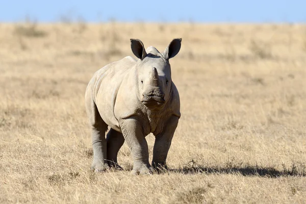 Rhinocéros blanc africain — Photo