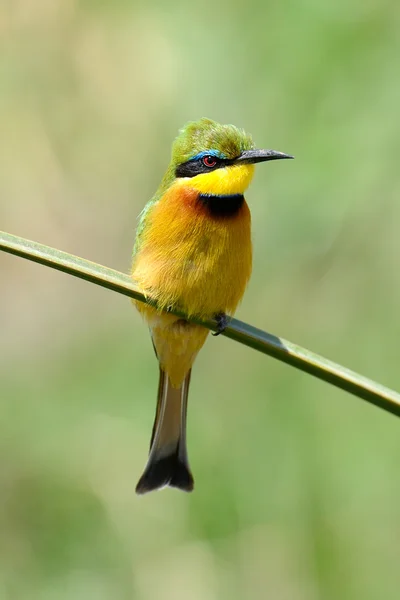 Europejski zjadacz pszczół (Merops Apiaster) — Zdjęcie stockowe