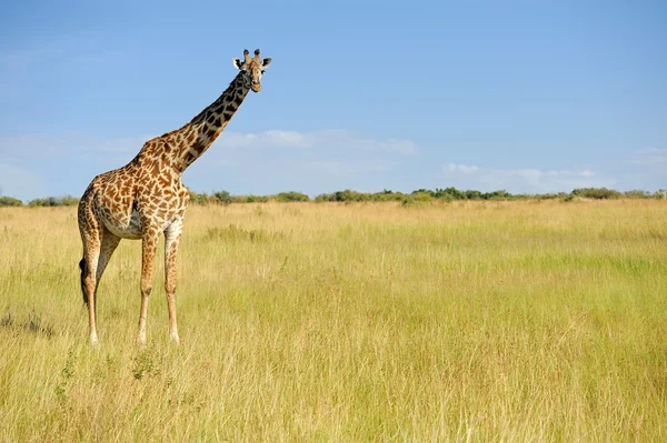 Zürafa Kenya Milli Parkı — Stok fotoğraf