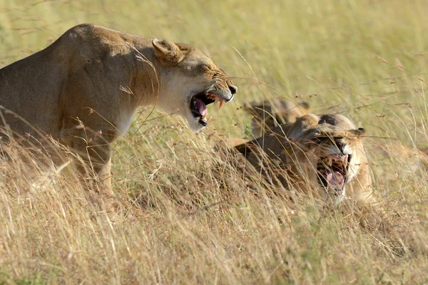 Λιοντάρι στο εθνικό πάρκο της Κένυας — Φωτογραφία Αρχείου
