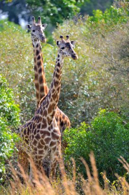 Zürafa Kenya Milli Parkı