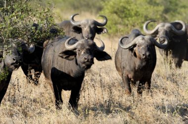 Vahşi Afrika manda boğa