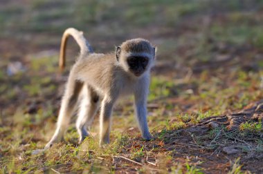 Vervet maymun Kenya Milli Parkı