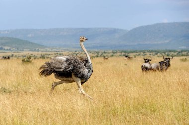 Afrika devekuşu (struthio camelus)