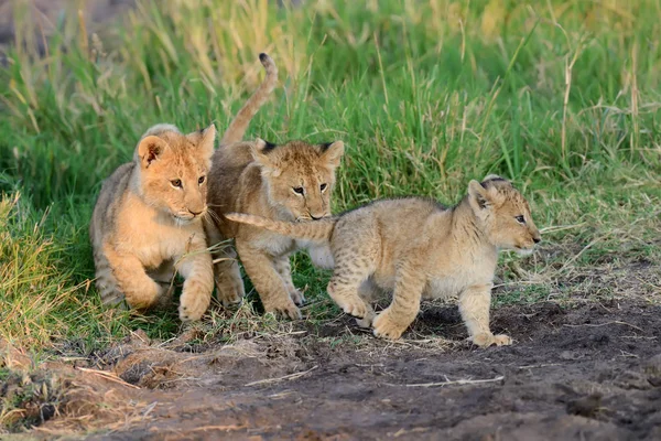 African lion cub — Stock Photo, Image