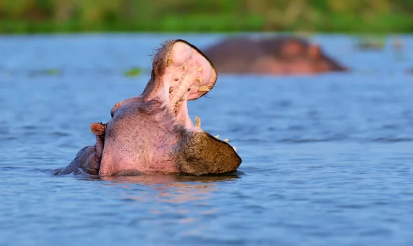 Nilpferd (hippopotamus amphibius)) — Stockfoto