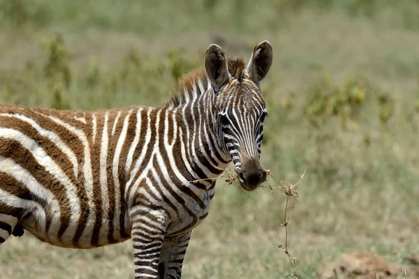 Zebra a legelőn Afrikában — Stock Fotó