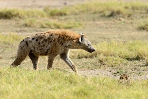Hyena no parque nacional do Quênia — Fotografia de Stock