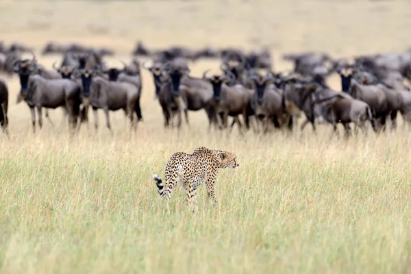 Vilda afrikanska gepard — Stockfoto