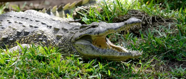 Krokodil in de natuur — Stockfoto