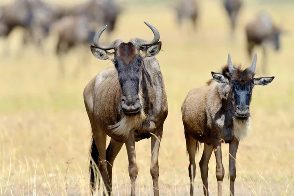 Gnus im Nationalpark von Afrika — Stockfoto