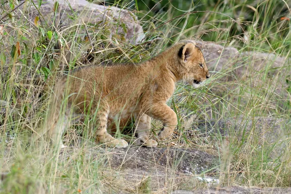 Afrikaanse leeuw cub — Stockfoto