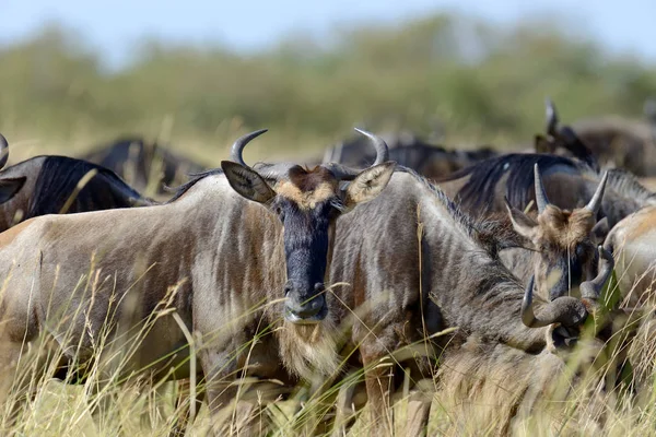 Gnus im Nationalpark von Afrika — Stockfoto