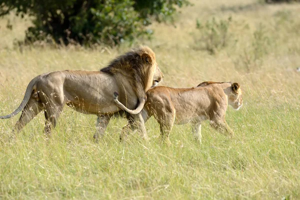 Lion National park i Kenya — Stockfoto