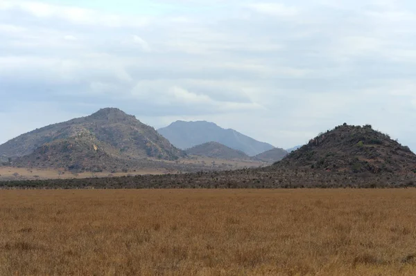 Саванна пейзаж в Национальном парке Кении — стоковое фото