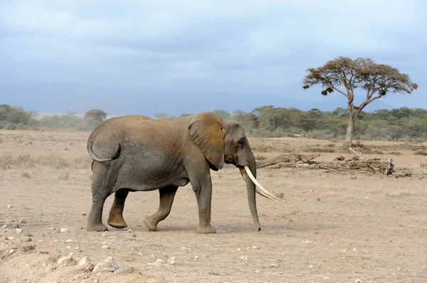 Elefante en el Parque Nacional de Kenia — Foto de Stock