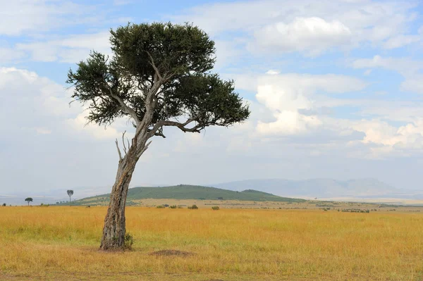 Landschap met boom in Afrika — Stockfoto