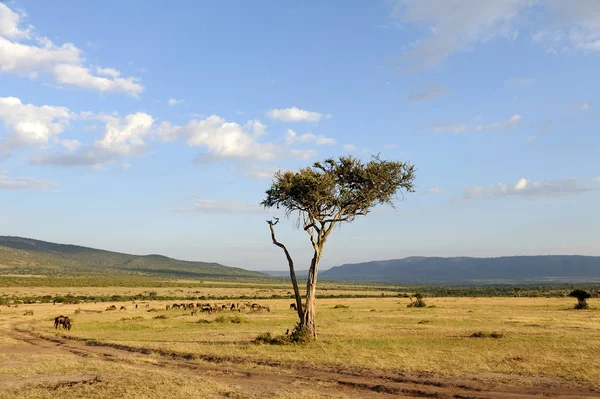 Landschaft mit Baum in Afrika — Stockfoto