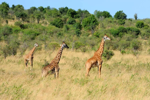 Zsiráf nemzeti park Kenyában — Stock Fotó