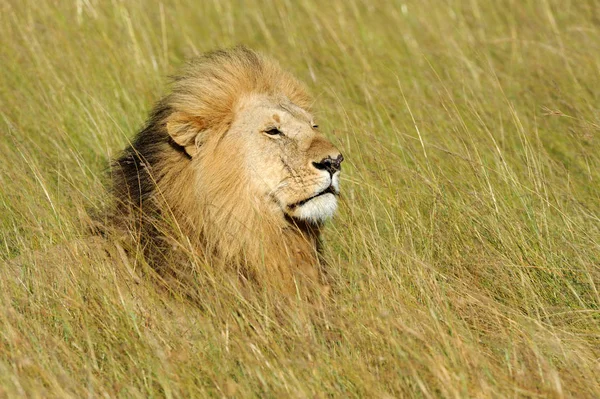 León en el Parque Nacional de Kenia — Foto de Stock