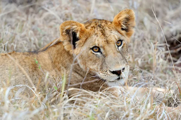 케냐의 국립공원에서 사자 — 스톡 사진