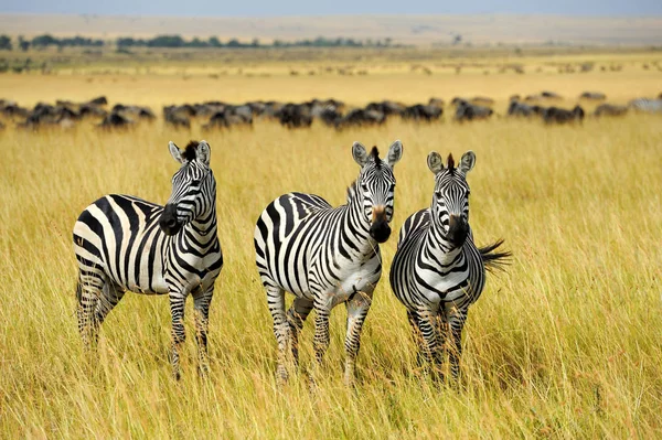 アフリカの草原のシマウマ — ストック写真