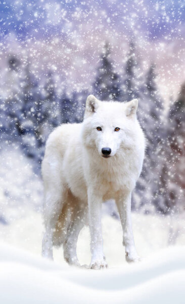 Wild arctic wolf in nature. Winter time
