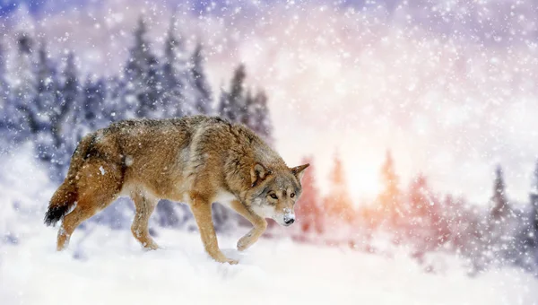 Wolf winter in de natuur — Stockfoto