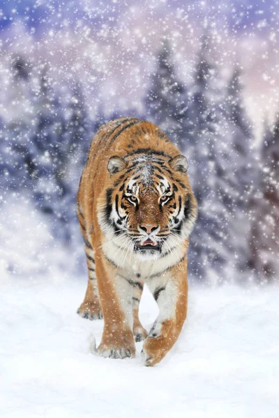 Дикий сибирский тигр — стоковое фото