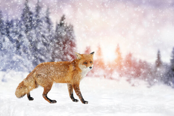 Close red fox portrait in winter time