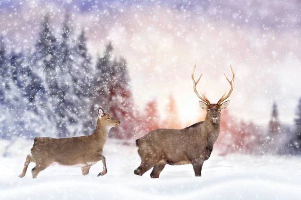 Cerfs dans la forêt d'hiver — Photo