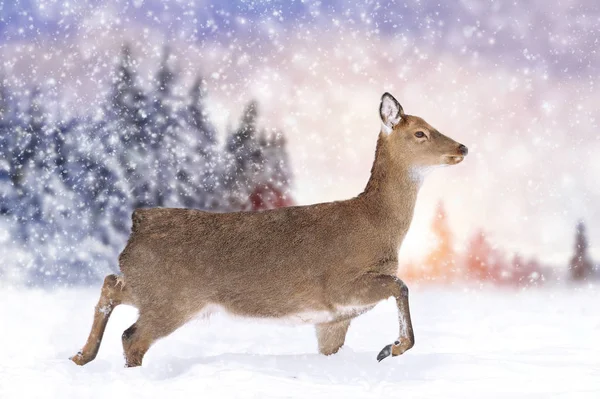 Deer in winter forest — Stock Photo, Image