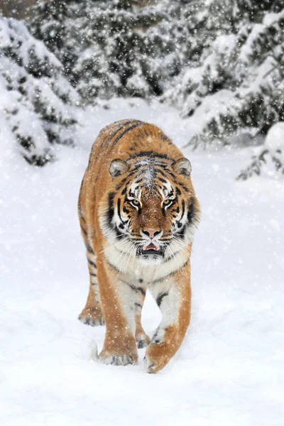 Wild sibiřský tygr — Stock fotografie