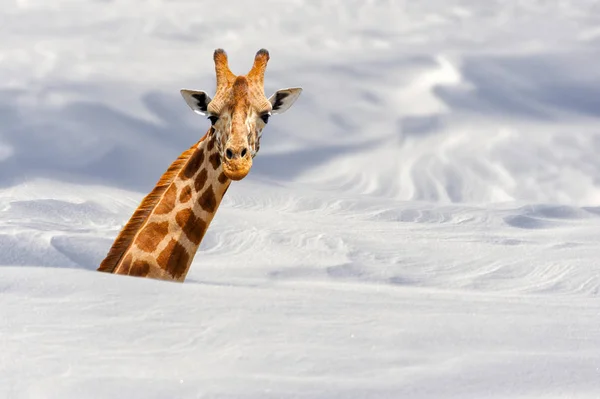 Girafe dans la neige — Photo