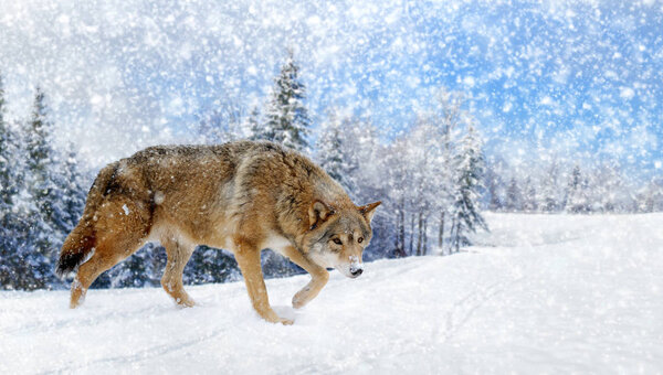 Wild wolf in nature. Winter time