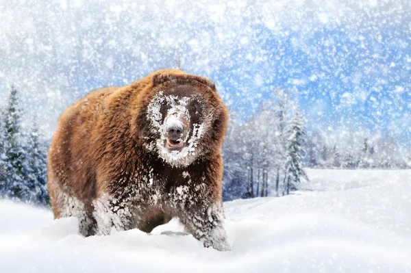 Urso pardo selvagem — Fotografia de Stock