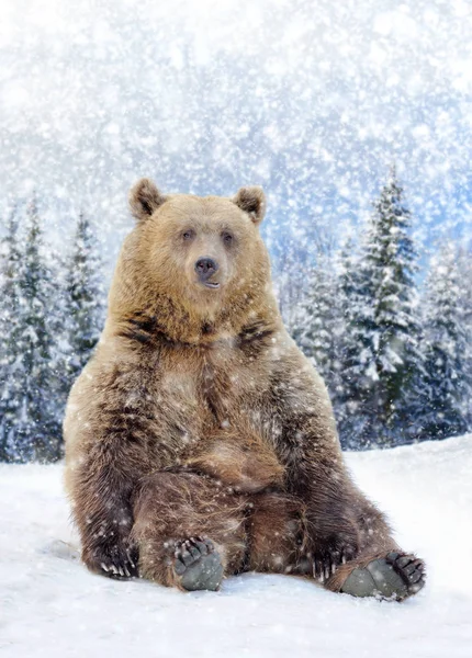 Vilda brunbjörn — Stockfoto