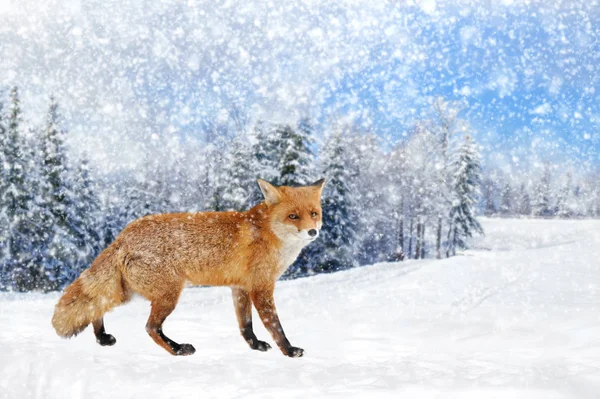 Fox Portret in de natuur — Stockfoto