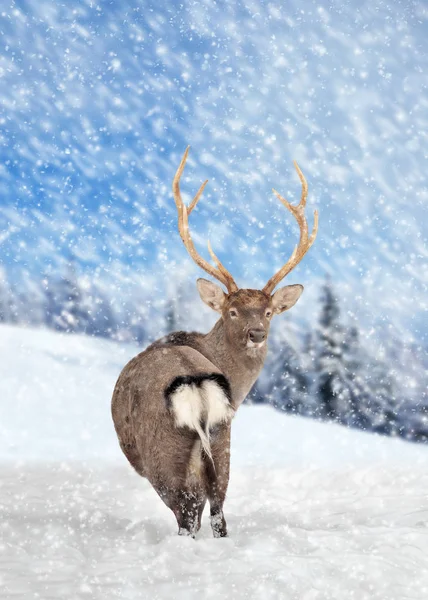 冬季森林中的鹿群 — 图库照片