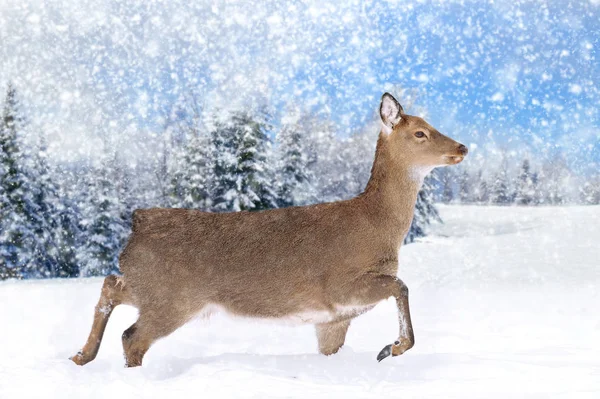 Hjort i vinterskog — Stockfoto