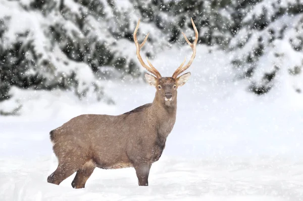 Ciervos en el bosque de invierno — Foto de Stock