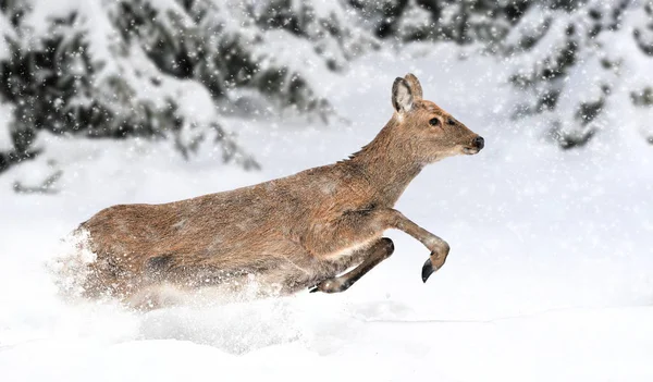 Deer in winter forest — Stock Photo, Image