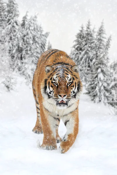 Tigre-siberiano selvagem — Fotografia de Stock